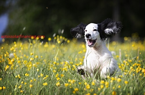 Puppy Financing