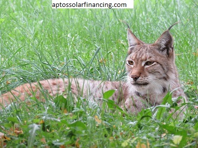 Bobcat Financing